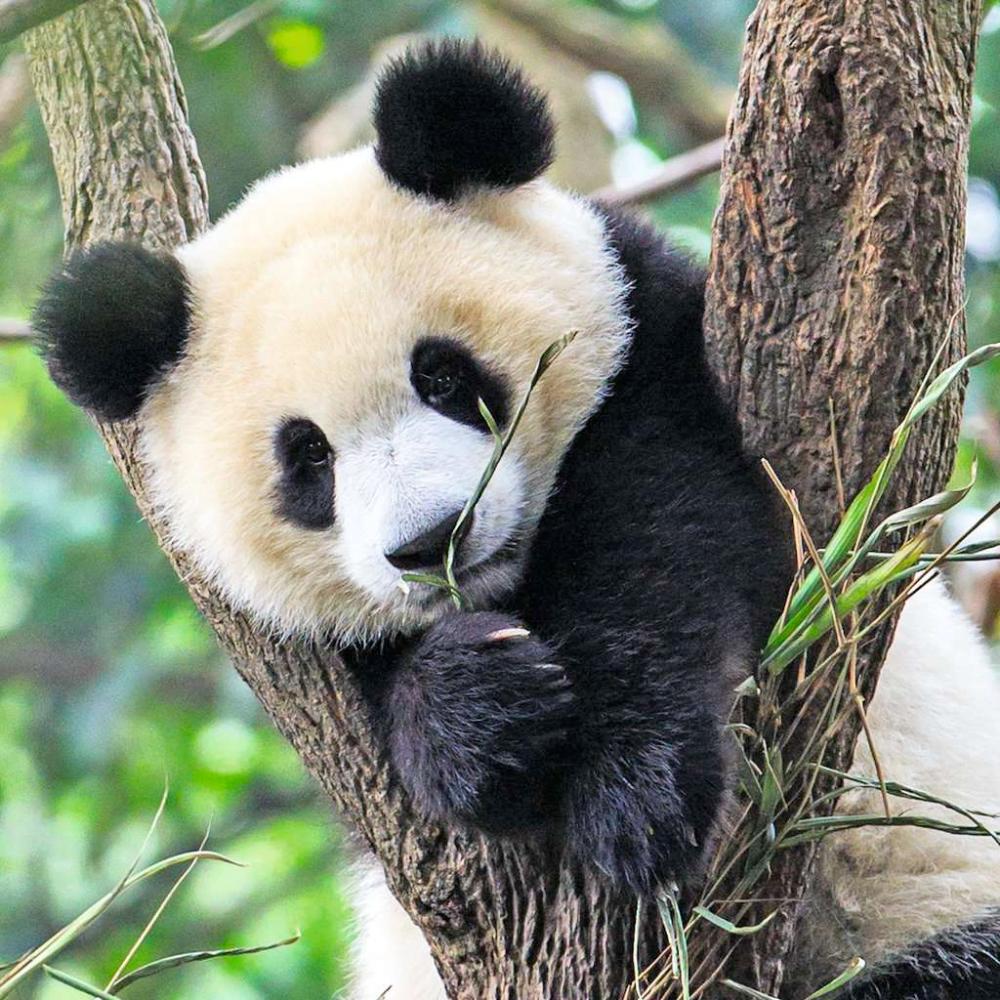 Wildlife