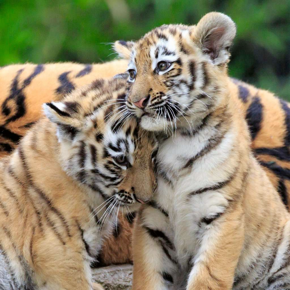 Wildlife