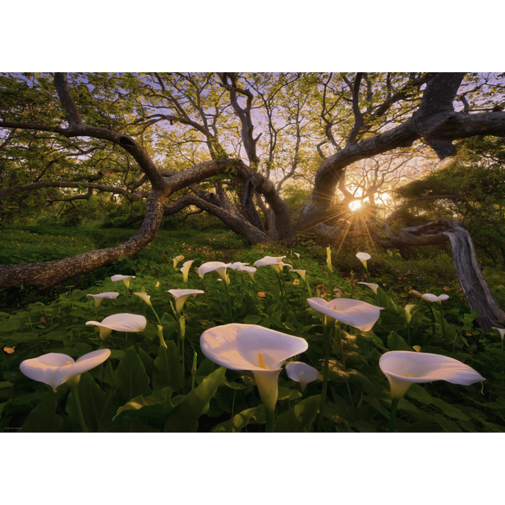 Calla Clearing
