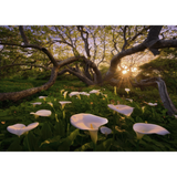 Calla Clearing