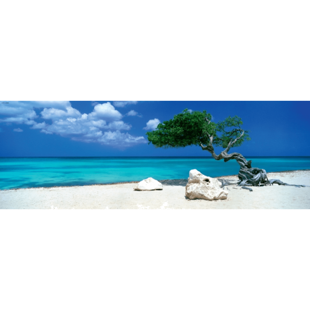 Divi Divi Tree