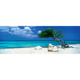 Divi Divi Tree
