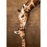 Giraffe Mother's Kiss