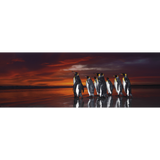 King Penguins
