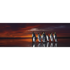 King Penguins