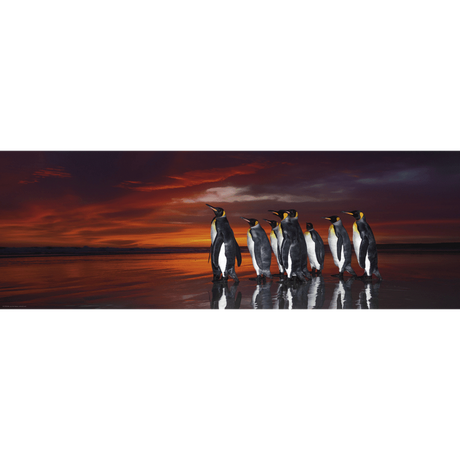 King Penguins
