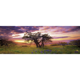 Oak tree