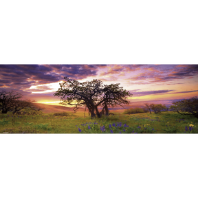 Oak tree