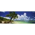 Paradise Palms