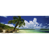 Paradise Palms