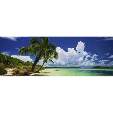 Paradise Palms