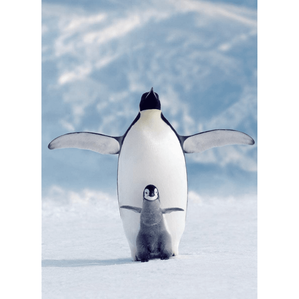Penguin & Chick