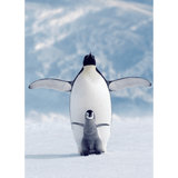 Penguin & Chick