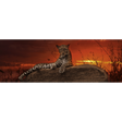 Red Dawn