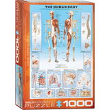 the-human-body box