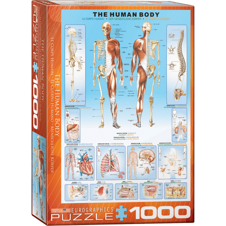 the-human-body box