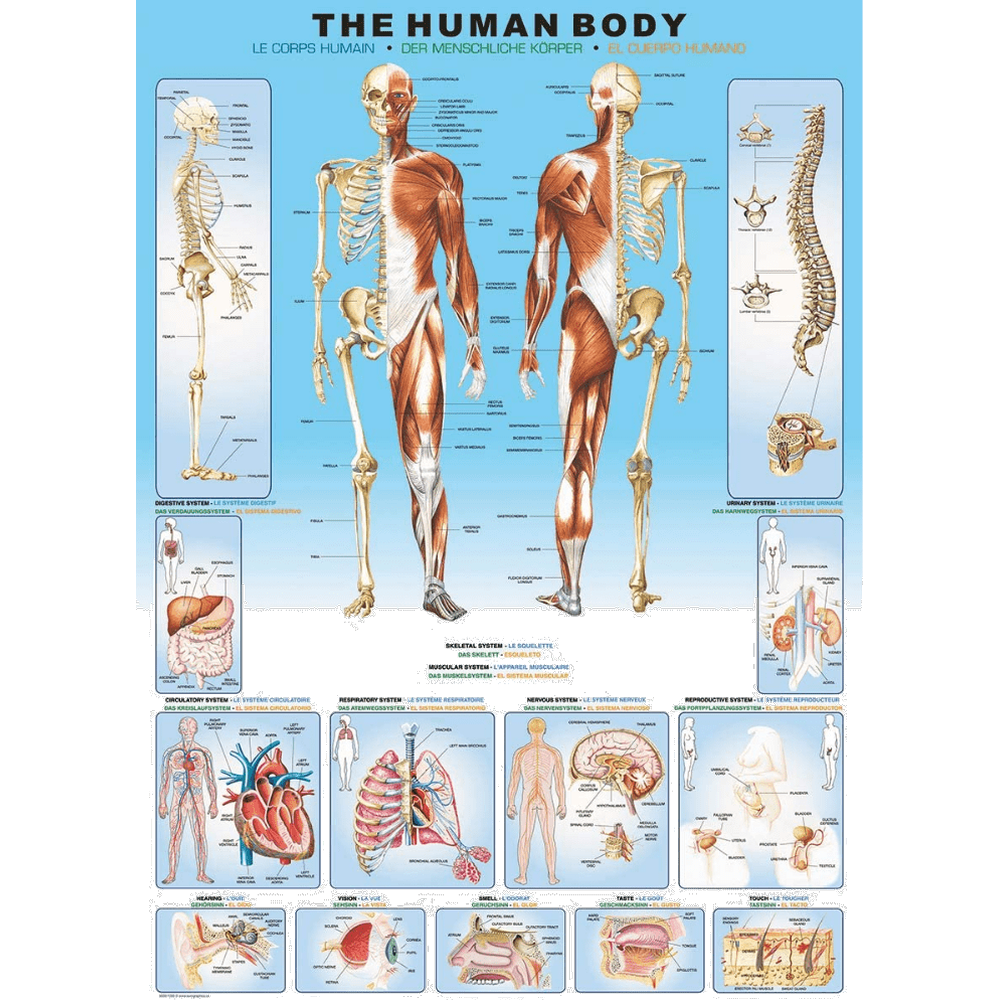 the-human-body hero