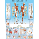 the-human-body hero