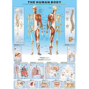 the-human-body hero