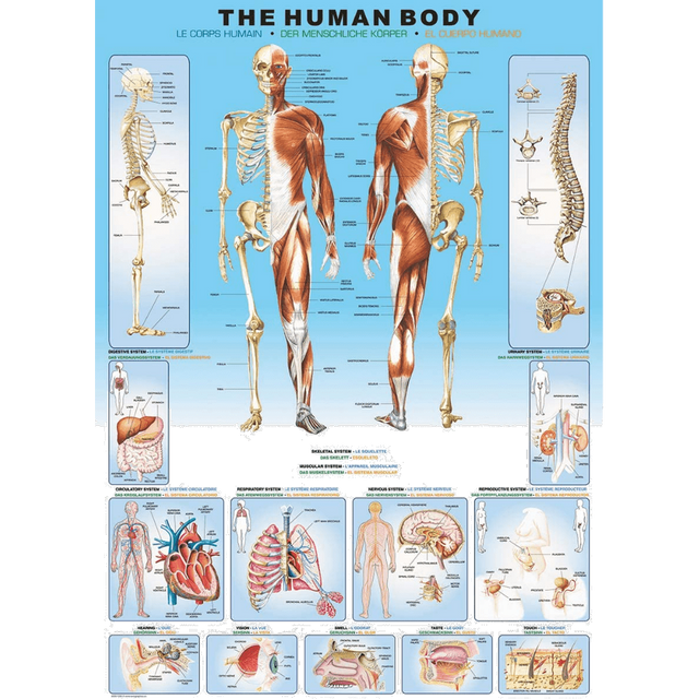 the-human-body hero