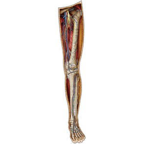 Anatomy Jigsaw Puzzle: Left Leg