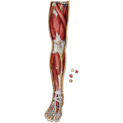 Anatomy Jigsaw Puzzle: Right Leg