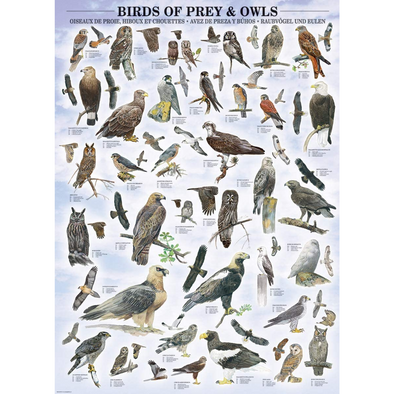 Birds of Prey and Owls