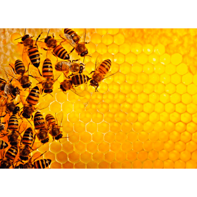 Challenge: Bees