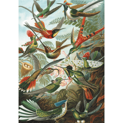 Ernest Haeckel - Hummingbirds