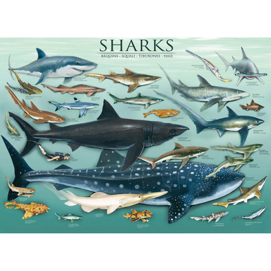 Sharks (1000 Pieces)