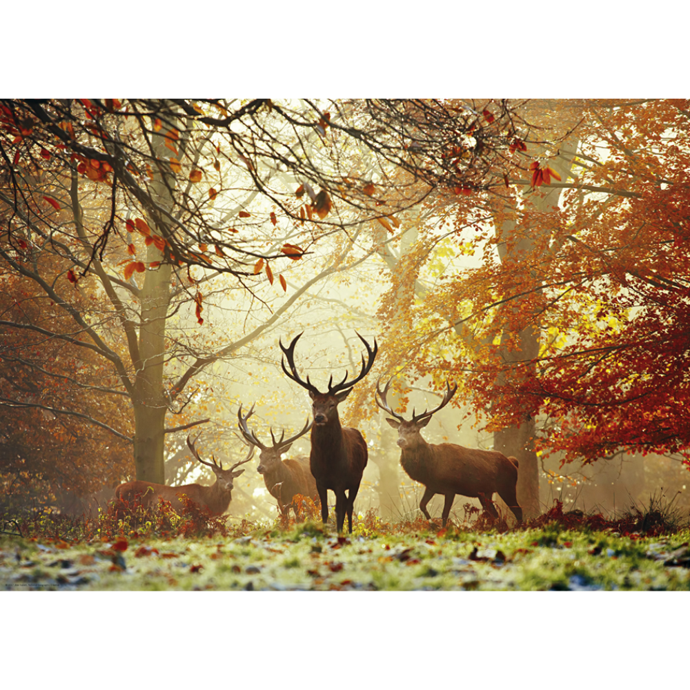 Stags