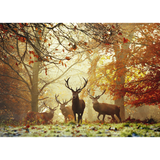 Stags